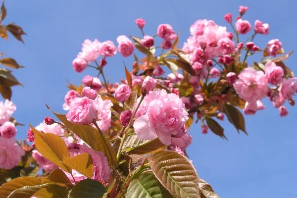 人缘好最靠谱的生肖男 什么生肖男最靠谱 人缘好最靠谱的生肖男 什么生肖男最靠谱