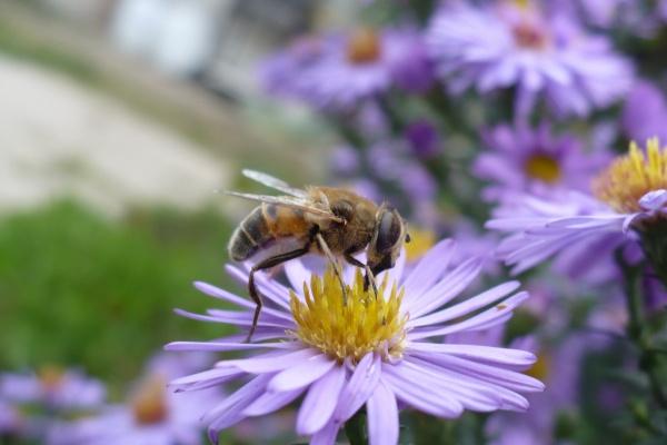 属兔和属马相克吗 属相兔和生肖马的婚姻生活