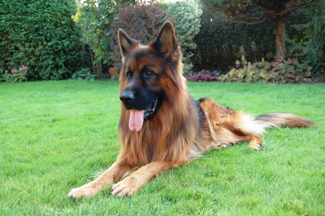 丈夫属蛇我属猪该怎么办，属蛇与属猪人相克化解