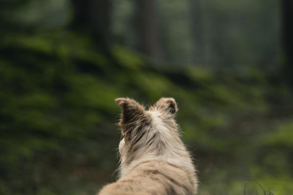 第一运势 2023年11月16日十二生肖运势分析