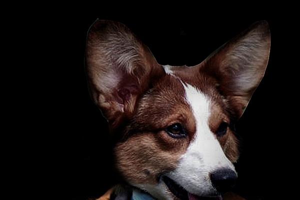 2024年属羊人全年度运势 属羊人2024运势剖析