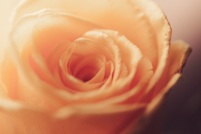 2024年各属相运势及运势 十二生肖2024年运势