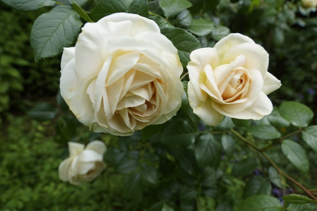 5大生肖不适合戴翡翠 不适合佩戴翡翠的生肖