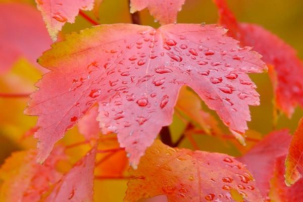 人品最不好的生肖女 以自我为中心人品不行生肖 人品最不好的生肖女 以自我为中心人品不行生肖