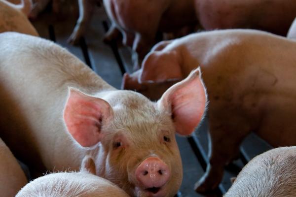 属相龙2024年后半年运势 运势状况相对平稳