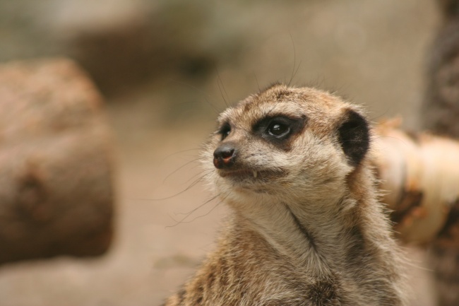 本命年适宜买什么东西呢 多买红色的东西了