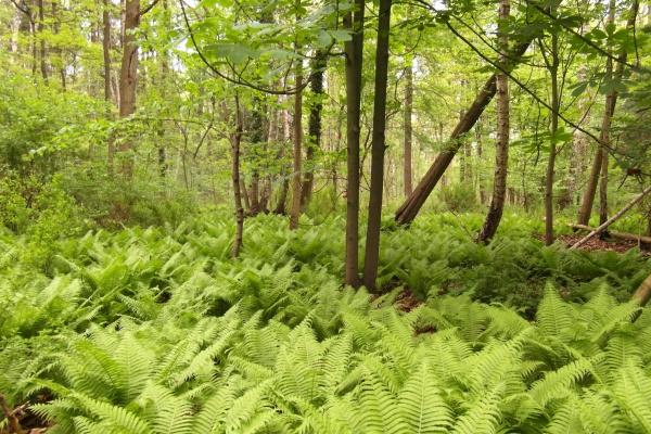 心眼太多太坏了的生肖女 心里最凶残的生肖女