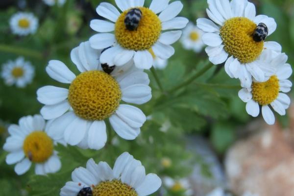 属蛇女多大后走姻缘运，属蛇女真爱来临年龄