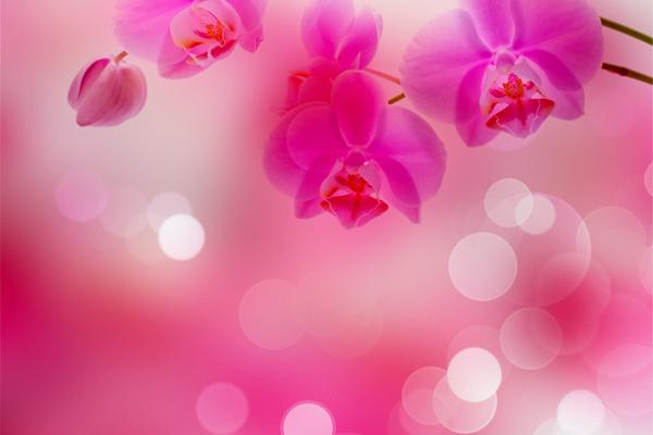 2024阴历几月龙最好福气 2024年出生属龙人命运好么