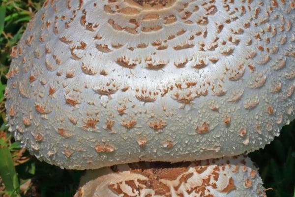 2006年属狗人2024年运势及运程女，06年18岁生肖狗2024年全年运势详解