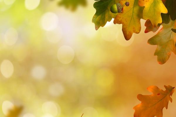 12生肖的五行属性全集 十二生肖相匹配五行