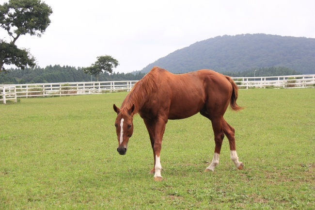 2024年入火运对土命人好吗，运程发展趋势怎样