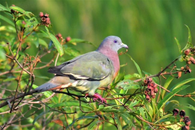 犯太岁代表什么意思 怎么破解犯太岁