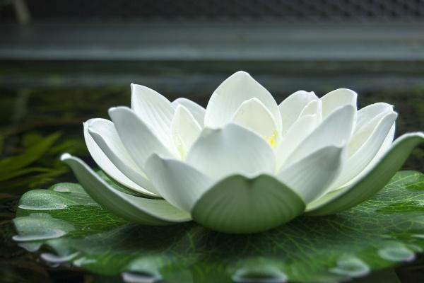 2024年带孝的属相 24年什么属相亲人去世