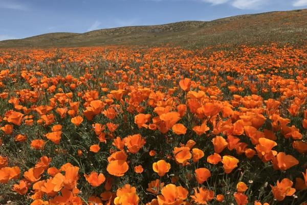 1994年属狗婚姻最后归宿 属狗人爱情运势