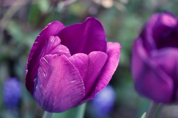 寿命最久的3个生肖 什么生肖寿命长