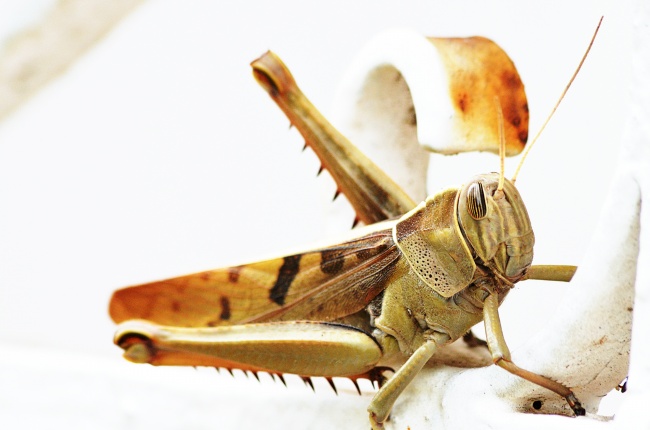 第一运势 2023年11月12日十二生肖运势分析