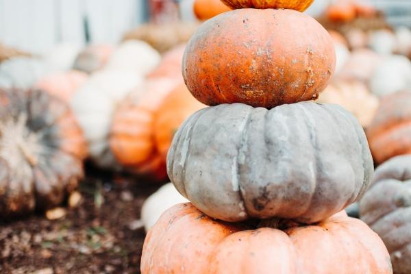 属牛女2024年每月运势 属牛女龙年12个月运势