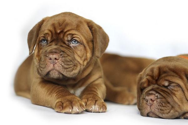 2024年财运好到爆的生肖 会发大财的生肖 2024年财运好到爆的生肖 会发大财的生肖