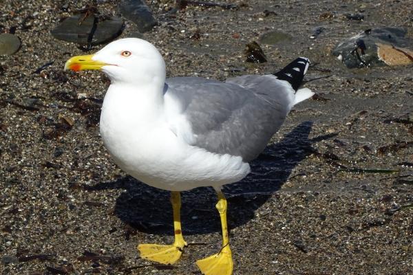 头脑最厉害的四大生肖女 聪明能干有洞察力