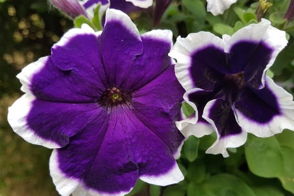 2024年属牛的全年运势 属牛龙年运势分析