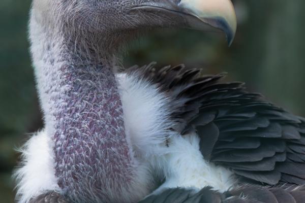 2009年属牛2024年学业运势,怎样提高学业运势 2009年属牛2024年学业运势,怎样提高学业运势