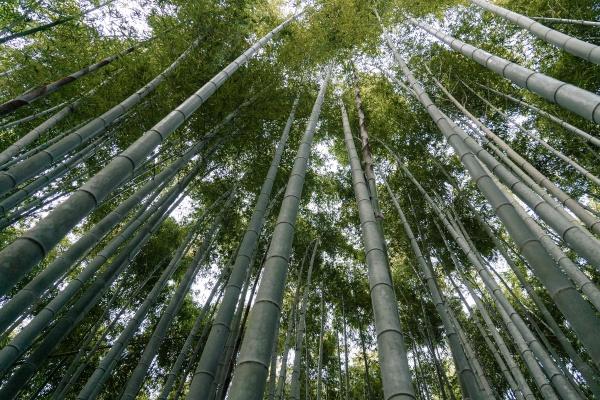 第一运势 2023年12月22日十二生肖运势分析