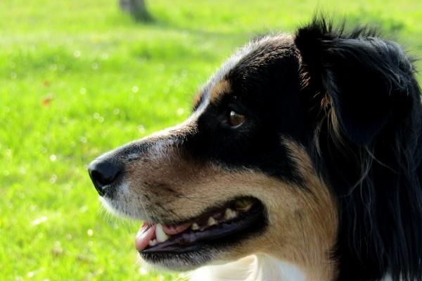 2024年各生肖运势及运程详细说明 探讨生肖运势情况 2024年各生肖运势及运程详细说明 探讨生肖运势情况