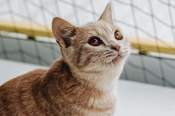 93年鸡与94年狗婚配主要表现 怎样化解相冲 93年鸡与94年狗婚配主要表现 怎样化解相冲