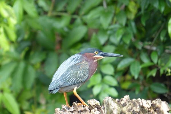 2024年犯太岁的生肖 什么属相犯龙年太岁