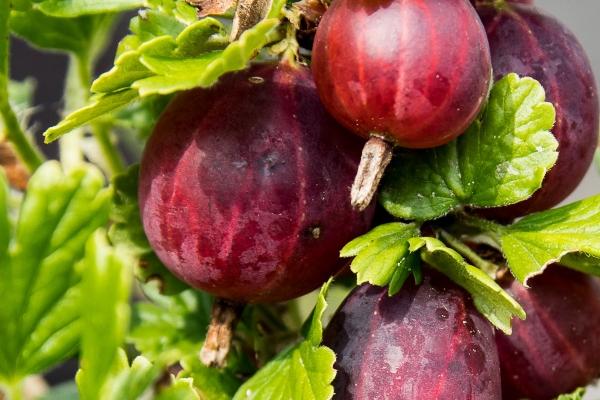 属兔48岁本命年非常恐怖 属兔人本命年如何做