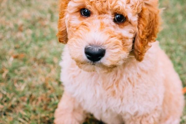 属蛇总和属马相配吗 中吉婚配需彼此包容