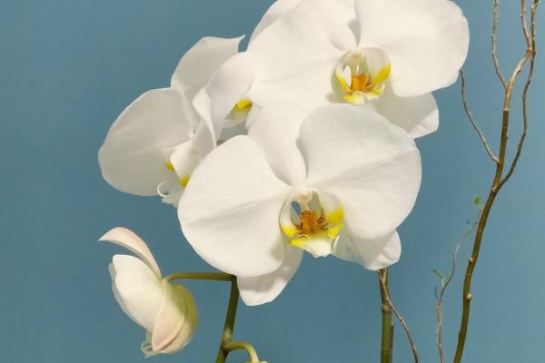 第一运势 2023年12月25日十二生肖运势分析