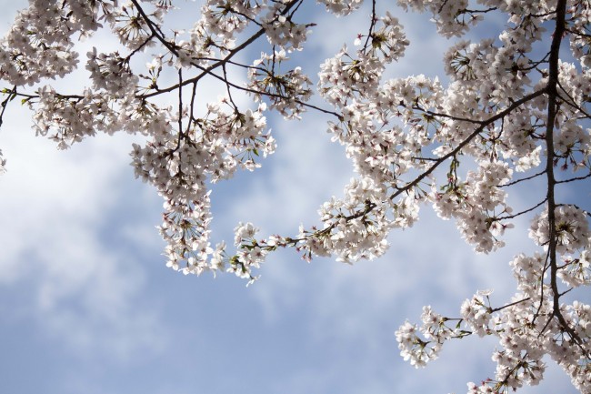 1980年属猴的一生运势 事业起伏晚成 1980年属猴的一生运势 事业起伏晚成