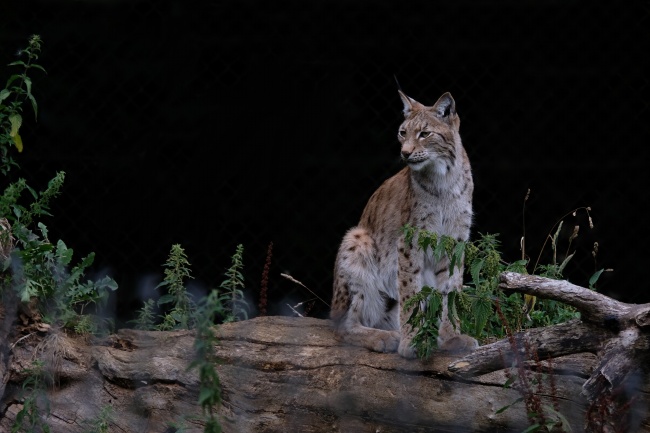 属相猪2024的婚姻 属猪2024年财运如何