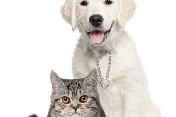 2024年属龙要出大事 2024年属龙人全年度运势怎样