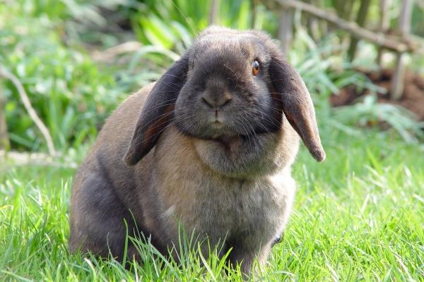 龙和狗完婚能通过到白头吗 扬长补短白头到老