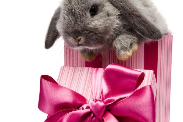 属龙上等命的出生时间有什么 属龙人的一生命运