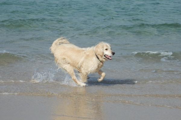 2024年必定添丁的生肖 龙年添丁有利的属相有谁 2024年必定添丁的生肖 龙年添丁有利的属相有谁