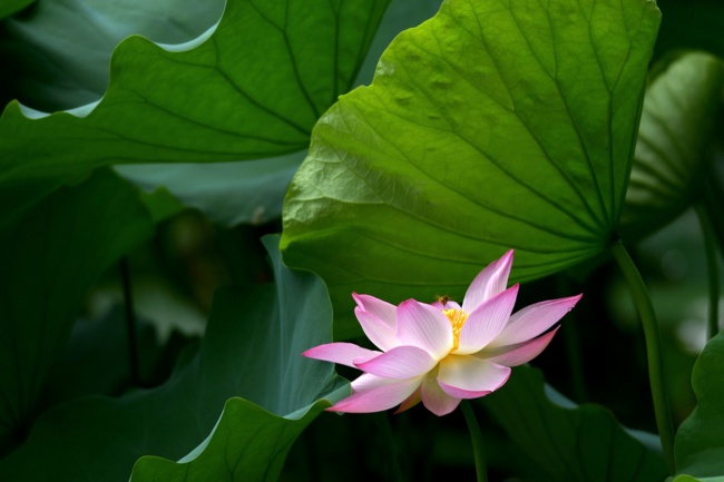 1982属狗41岁后有十年大运 属狗41岁后的运势 1982属狗41岁后有十年大运 属狗41岁后的运势