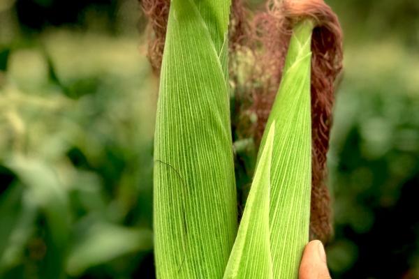 八八年男龙2024婚姻如何 88年属龙人命运如何