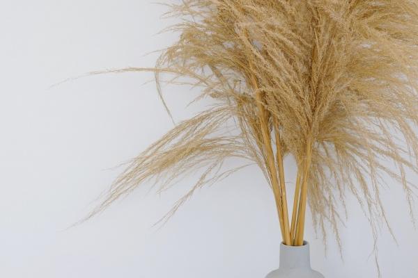 为何龙年不可以要孩子 属龙性命好么