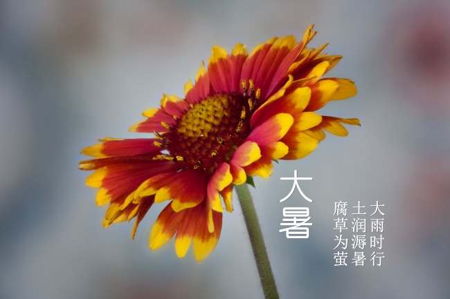 龙狗合婚为大忌 拉低运程矛盾许多