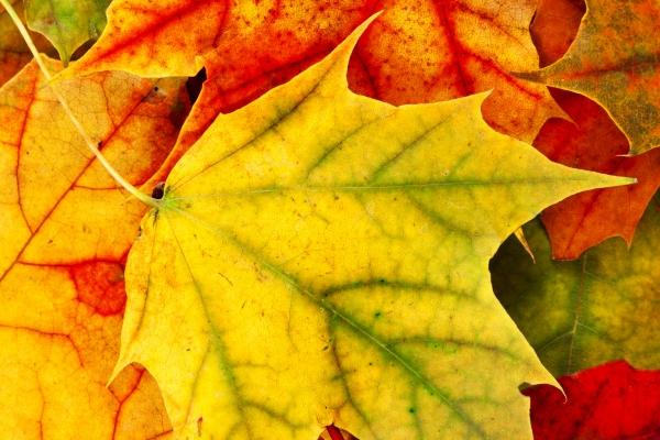 2024年龙年龙属相运势 属龙本运年运势分析 2024年龙年龙属相运势 属龙本运年运势分析