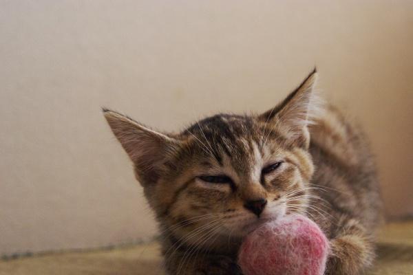 属龙1988年本命佛到底是谁 1988年属龙的守卫观音菩萨