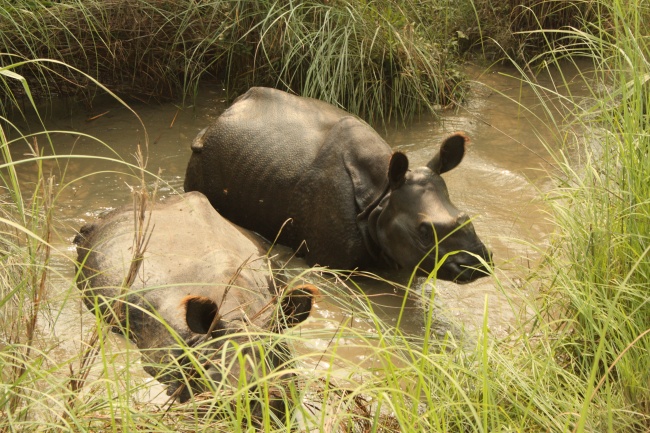2024年属猴的全年运势 属猴人24年运势详细信息