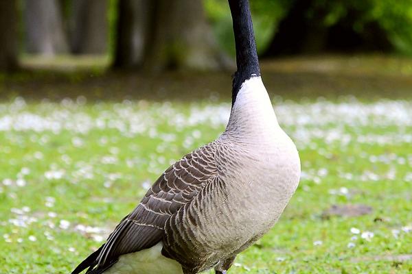 2024属相运势分析完整篇 十二属相24年运势好么