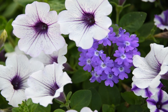 龙和狗能结婚啊 性情八字不合该怎么办