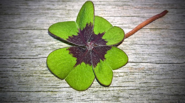 龙和狗完婚最终的结局如何 狗和龙在一起对谁不好