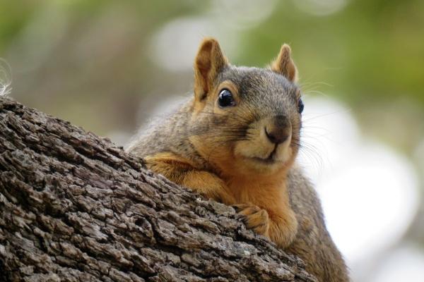 黄历生肖冲煞 2024年2月9日属什么冲什么